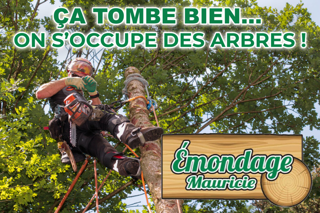 Émondage à Trois-Rivières, Contact Émondage Mauricie élagage-arbre-trois-rivieres.jpg